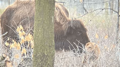 2 baby bison born in Dakota County park come as a ‘wonderful surprise’